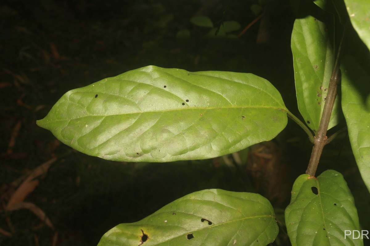 Clerodendrum smitinandii Moldenke